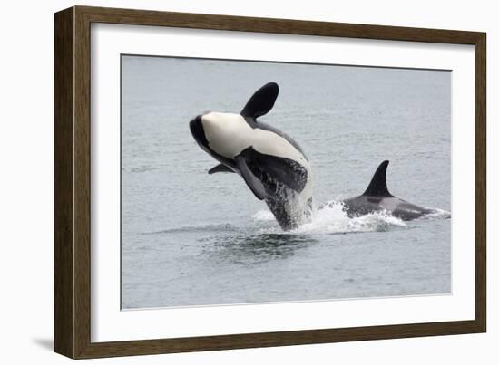 Washington, San Juan Islands. Killer Whales or Orcas, Orcinus Orca-Charles Sleicher-Framed Photographic Print