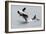 Washington, San Juan Islands. Killer Whales or Orcas, Orcinus Orca-Charles Sleicher-Framed Photographic Print