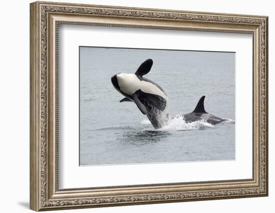 Washington, San Juan Islands. Killer Whales or Orcas, Orcinus Orca-Charles Sleicher-Framed Photographic Print