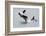 Washington, San Juan Islands. Killer Whales or Orcas, Orcinus Orca-Charles Sleicher-Framed Photographic Print