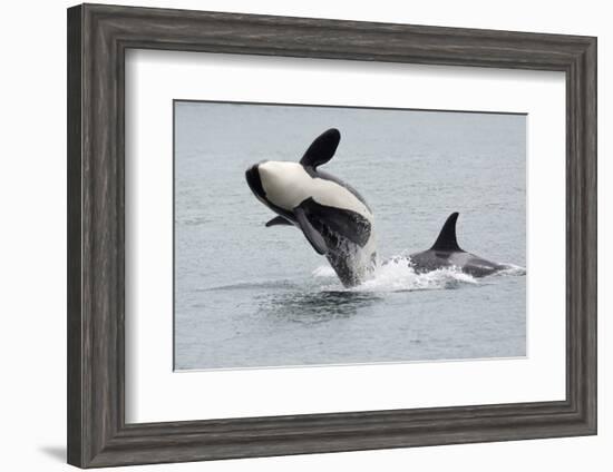 Washington, San Juan Islands. Killer Whales or Orcas, Orcinus Orca-Charles Sleicher-Framed Photographic Print