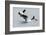 Washington, San Juan Islands. Killer Whales or Orcas, Orcinus Orca-Charles Sleicher-Framed Photographic Print