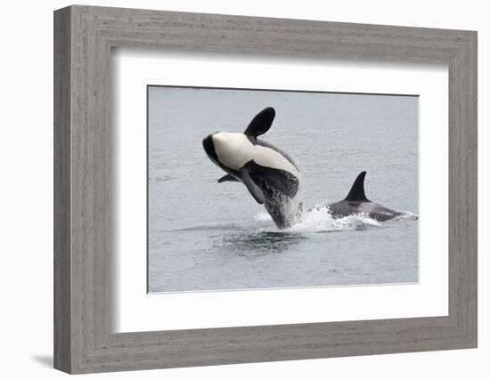 Washington, San Juan Islands. Killer Whales or Orcas, Orcinus Orca-Charles Sleicher-Framed Photographic Print