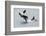 Washington, San Juan Islands. Killer Whales or Orcas, Orcinus Orca-Charles Sleicher-Framed Photographic Print