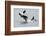 Washington, San Juan Islands. Killer Whales or Orcas, Orcinus Orca-Charles Sleicher-Framed Photographic Print