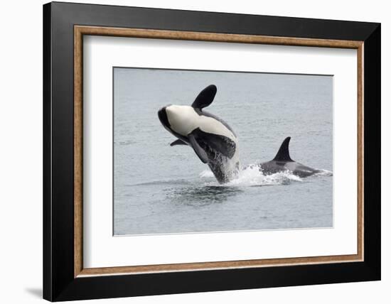 Washington, San Juan Islands. Killer Whales or Orcas, Orcinus Orca-Charles Sleicher-Framed Photographic Print