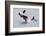 Washington, San Juan Islands. Killer Whales or Orcas, Orcinus Orca-Charles Sleicher-Framed Photographic Print