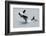 Washington, San Juan Islands. Killer Whales or Orcas, Orcinus Orca-Charles Sleicher-Framed Photographic Print