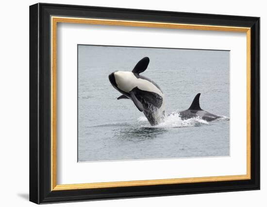 Washington, San Juan Islands. Killer Whales or Orcas, Orcinus Orca-Charles Sleicher-Framed Photographic Print