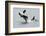 Washington, San Juan Islands. Killer Whales or Orcas, Orcinus Orca-Charles Sleicher-Framed Photographic Print