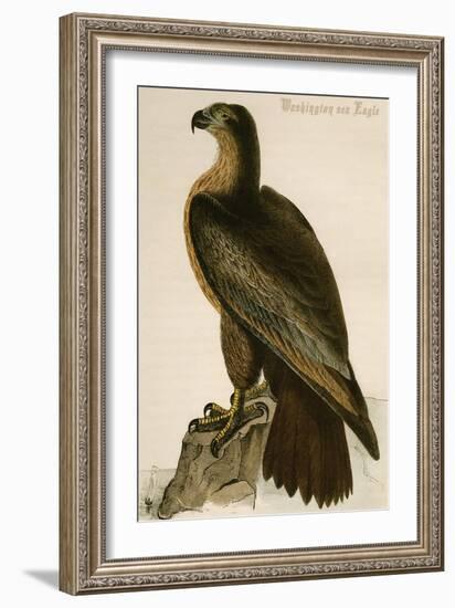 Washington Sea Eagle-John James Audubon-Framed Art Print