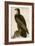 Washington Sea Eagle-John James Audubon-Framed Art Print