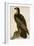 Washington Sea Eagle-John James Audubon-Framed Art Print