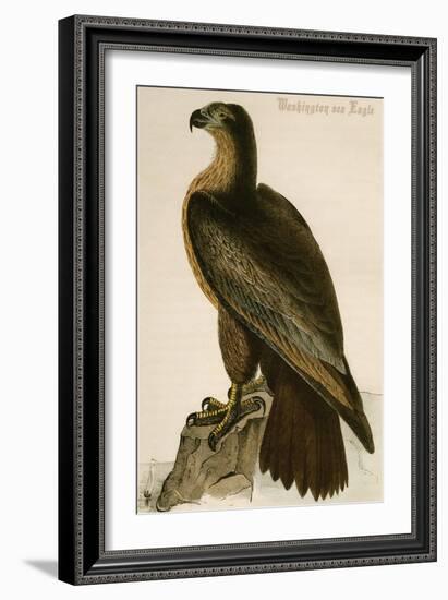 Washington Sea Eagle-John James Audubon-Framed Art Print