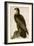 Washington Sea Eagle-John James Audubon-Framed Art Print