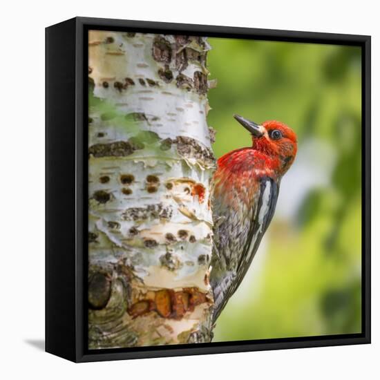 Washington, Seabeck. Red-Breasted Sapsucker on Paper Birch Tree-Don Paulson-Framed Premier Image Canvas