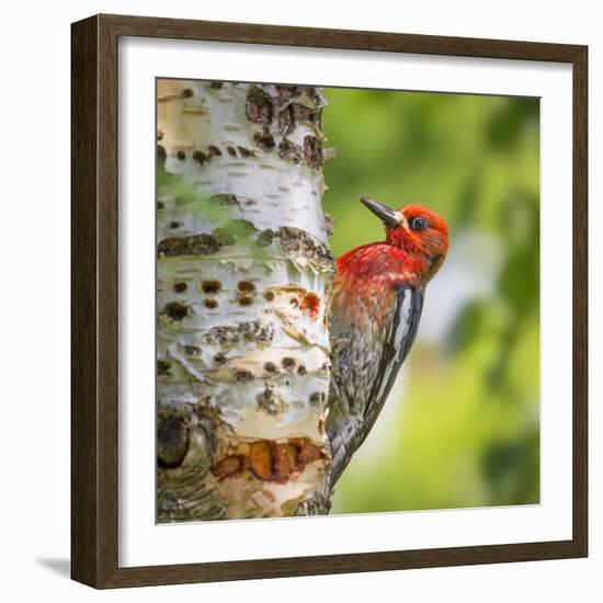 Washington, Seabeck. Red-Breasted Sapsucker on Paper Birch Tree-Don Paulson-Framed Photographic Print