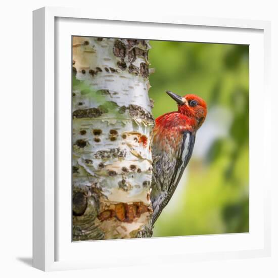 Washington, Seabeck. Red-Breasted Sapsucker on Paper Birch Tree-Don Paulson-Framed Photographic Print