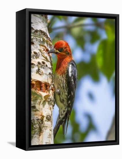 Washington, Seabeck. Red-Breasted Sapsucker on Paper Birch Tree-Don Paulson-Framed Premier Image Canvas