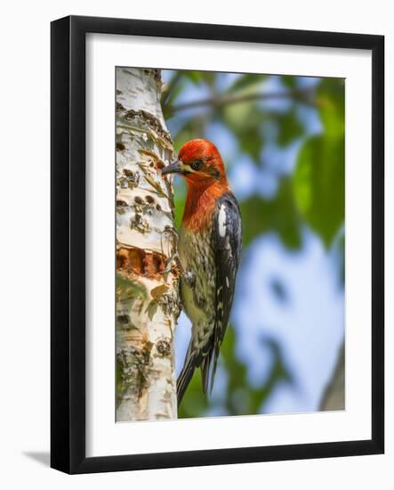 Washington, Seabeck. Red-Breasted Sapsucker on Paper Birch Tree-Don Paulson-Framed Photographic Print