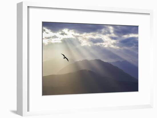 Washington, Seabeck. Seagull and God Rays over the Olympic Mountains-Don Paulson-Framed Photographic Print