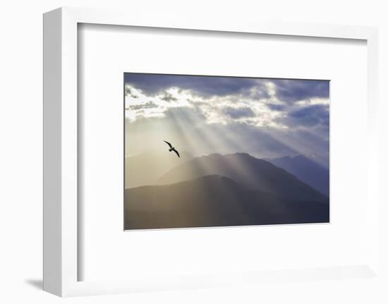 Washington, Seabeck. Seagull and God Rays over the Olympic Mountains-Don Paulson-Framed Premium Photographic Print