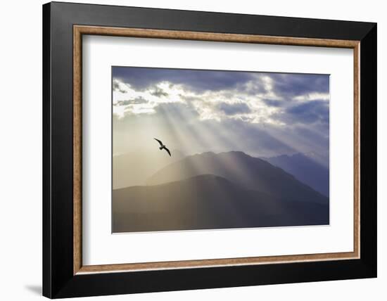 Washington, Seabeck. Seagull and God Rays over the Olympic Mountains-Don Paulson-Framed Premium Photographic Print