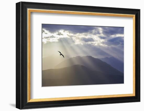 Washington, Seabeck. Seagull and God Rays over the Olympic Mountains-Don Paulson-Framed Premium Photographic Print