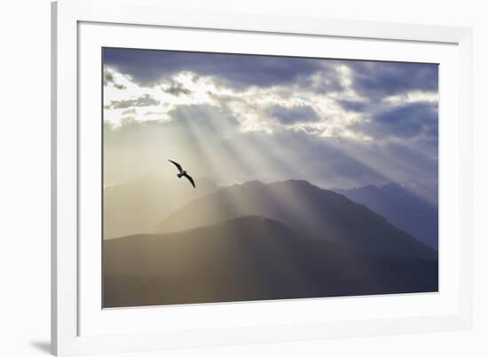 Washington, Seabeck. Seagull and God Rays over the Olympic Mountains-Don Paulson-Framed Photographic Print