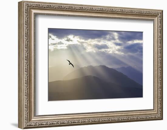 Washington, Seabeck. Seagull and God Rays over the Olympic Mountains-Don Paulson-Framed Photographic Print