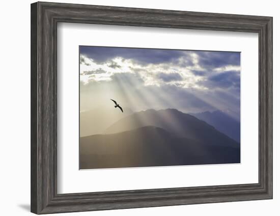 Washington, Seabeck. Seagull and God Rays over the Olympic Mountains-Don Paulson-Framed Photographic Print