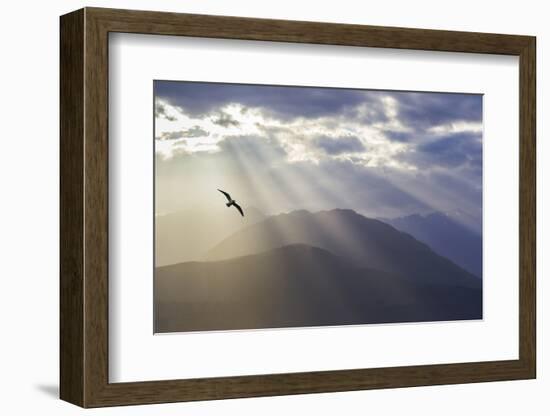 Washington, Seabeck. Seagull and God Rays over the Olympic Mountains-Don Paulson-Framed Photographic Print