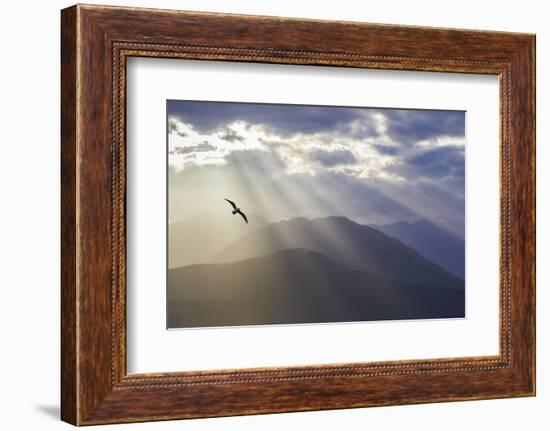 Washington, Seabeck. Seagull and God Rays over the Olympic Mountains-Don Paulson-Framed Photographic Print