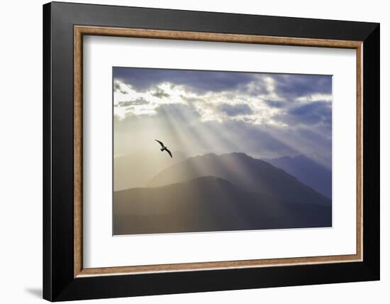 Washington, Seabeck. Seagull and God Rays over the Olympic Mountains-Don Paulson-Framed Photographic Print