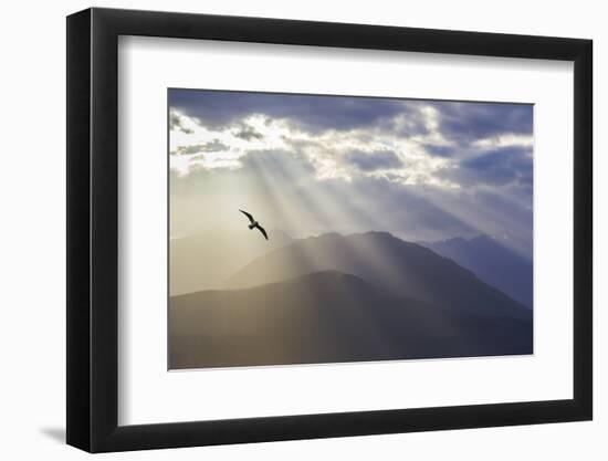 Washington, Seabeck. Seagull and God Rays over the Olympic Mountains-Don Paulson-Framed Photographic Print