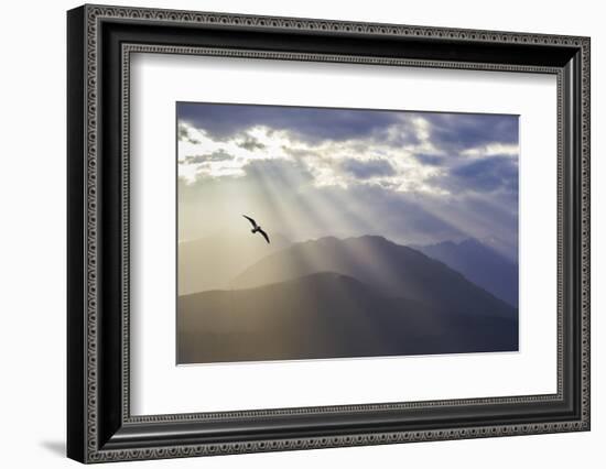 Washington, Seabeck. Seagull and God Rays over the Olympic Mountains-Don Paulson-Framed Photographic Print
