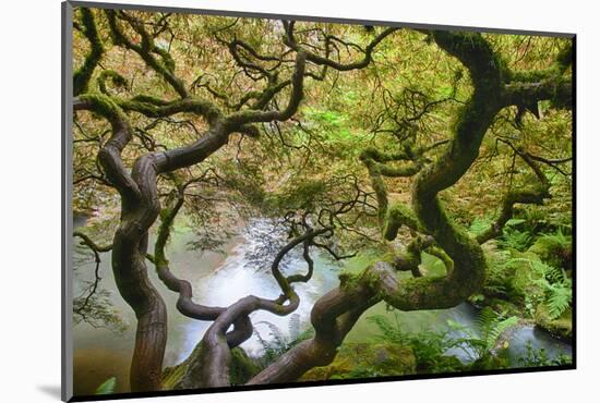 Washington, Seattle Kubota Gardens, Spring Japanese Maple Hanging over Pond-Terry Eggers-Mounted Photographic Print