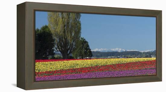 Washington, Skagit Valley, Mount Vernon. Tulip Field with the Olympics-Charles Sleicher-Framed Premier Image Canvas