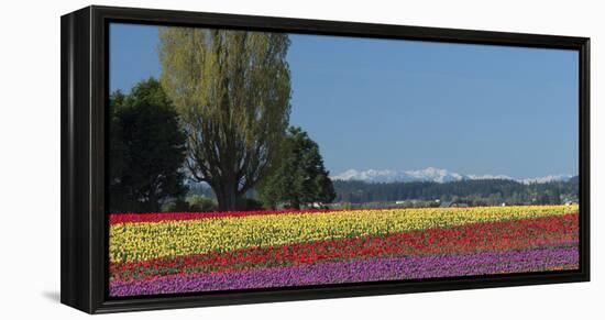Washington, Skagit Valley, Mount Vernon. Tulip Field with the Olympics-Charles Sleicher-Framed Premier Image Canvas