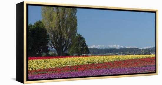 Washington, Skagit Valley, Mount Vernon. Tulip Field with the Olympics-Charles Sleicher-Framed Premier Image Canvas