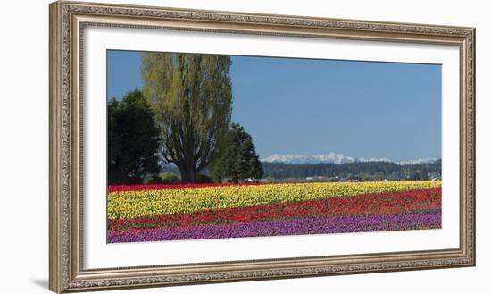 Washington, Skagit Valley, Mount Vernon. Tulip Field with the Olympics-Charles Sleicher-Framed Photographic Print