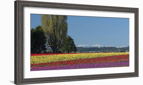 Washington, Skagit Valley, Mount Vernon. Tulip Field with the Olympics-Charles Sleicher-Framed Photographic Print