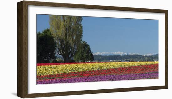 Washington, Skagit Valley, Mount Vernon. Tulip Field with the Olympics-Charles Sleicher-Framed Photographic Print