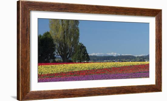 Washington, Skagit Valley, Mount Vernon. Tulip Field with the Olympics-Charles Sleicher-Framed Photographic Print