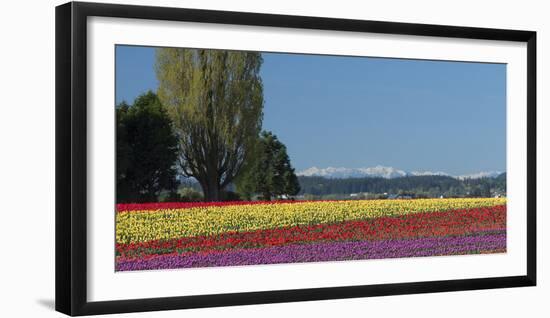Washington, Skagit Valley, Mount Vernon. Tulip Field with the Olympics-Charles Sleicher-Framed Photographic Print