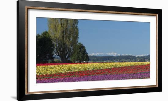 Washington, Skagit Valley, Mount Vernon. Tulip Field with the Olympics-Charles Sleicher-Framed Photographic Print