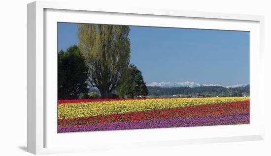 Washington, Skagit Valley, Mount Vernon. Tulip Field with the Olympics-Charles Sleicher-Framed Photographic Print