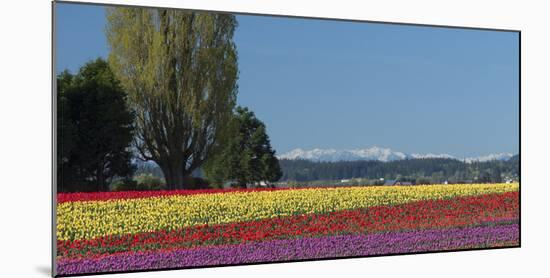 Washington, Skagit Valley, Mount Vernon. Tulip Field with the Olympics-Charles Sleicher-Mounted Photographic Print
