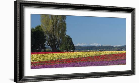 Washington, Skagit Valley, Mount Vernon. Tulip Field with the Olympics-Charles Sleicher-Framed Photographic Print