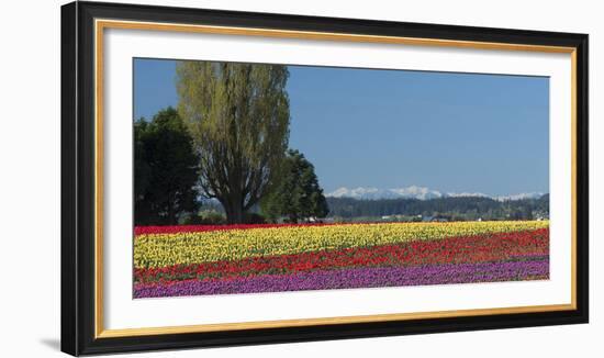 Washington, Skagit Valley, Mount Vernon. Tulip Field with the Olympics-Charles Sleicher-Framed Photographic Print